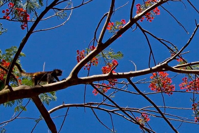 Wild Monkey Adventure (Private, Full Day) - The natural cenote cool-off: ladder stairs and a memorable swim