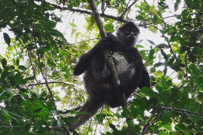 Wild Monkey Adventure (Private, Full Day) - The 3-hour jungle walk: what you’re really there for