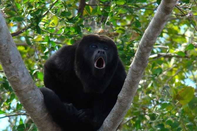 Wild Monkey Tour (Private, Half Day) - Key highlights you’ll actually care about