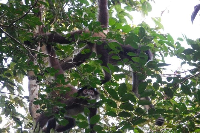 Wild Monkey Tour (Private, Half Day) - Expect wildlife, plus the small surprises that make it feel real