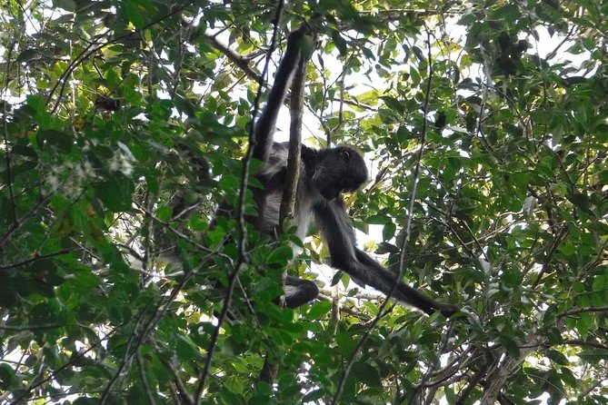 Wild Monkey Tour (Private, Half Day) - Price and value: what $189 buys you (and why it can be worth it)