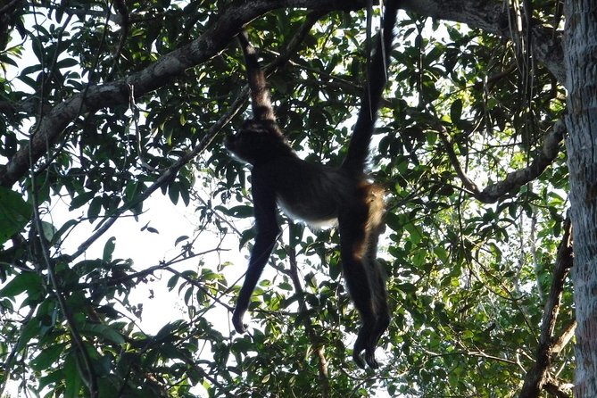 Wild Monkey Tour (Private, Half Day) - Who should book this (and who might want to rethink)