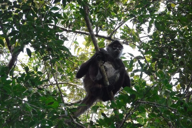Wild Monkey Tour (Private, Half Day) - Should you book the Wild Monkey Tour from Tulum?
