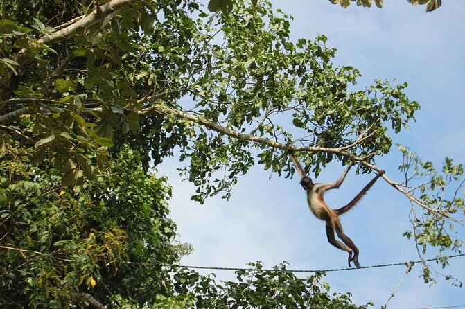 Wild Monkey Tour (Private, Half Day) - How the guides improve your monkey-spotting odds