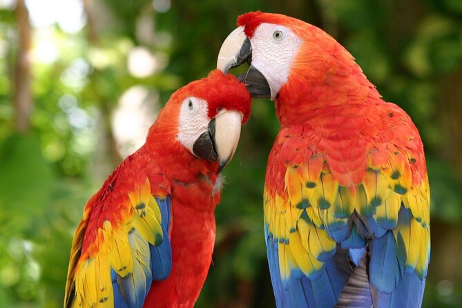 Xcaret Park Plus Access with Transportation and Night Show - Key Highlights You Should Know Before You Go