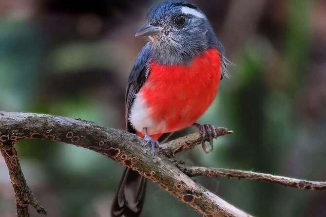 Xocen Birding - Why Xocén Birding Trail works for serious birders (and curious beginners)