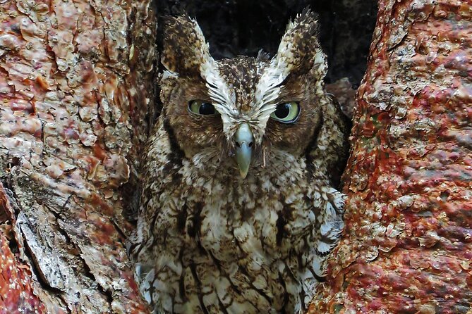 Xocen Birding - Getting there and moving around (and what to bring)