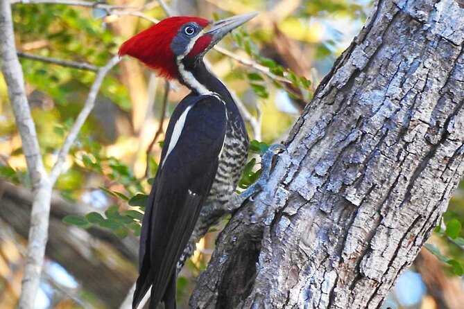 Xocen Birding - Price and value: half-day time with local bird experts