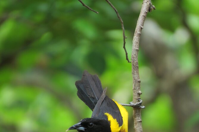 Xocen Birding - Staying on-site: cabins, feeders, and extra bird time