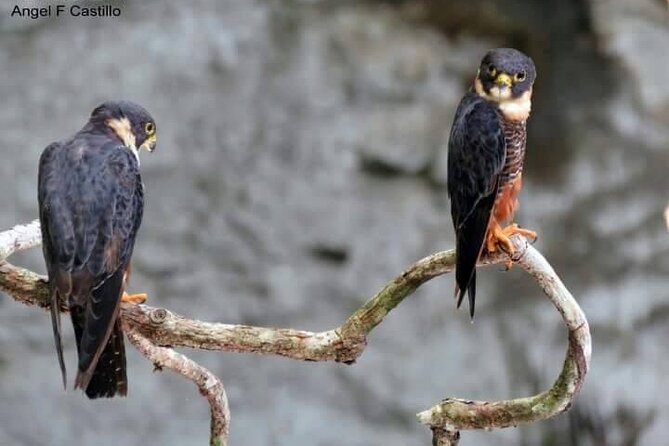 Xocen Birding - Walking the Xocén–Kanxoc trail: the route that changes as you go