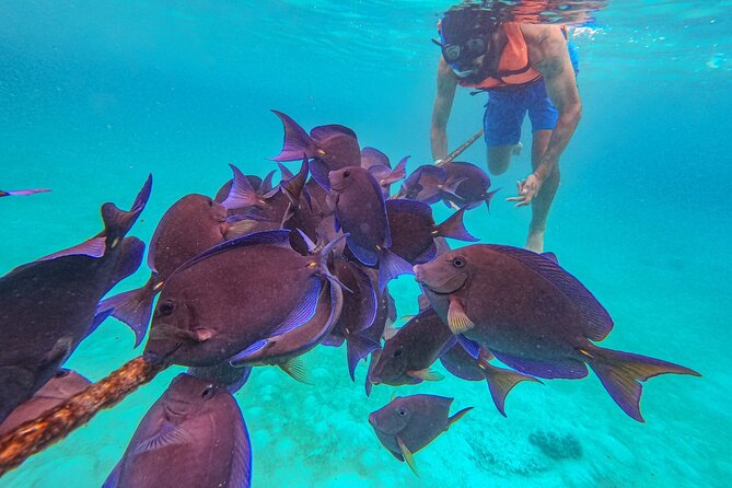 Yalku lagoon and turtles akumal sanctuary - Akumal Bay and Yalku Lagoon in 3 hours: the real value of this combo