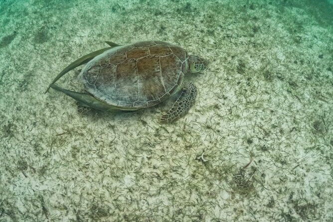 Yalku lagoon and turtles akumal sanctuary - Akumal Bay snorkeling: turtles, seagrass, and a calm one-hour swim