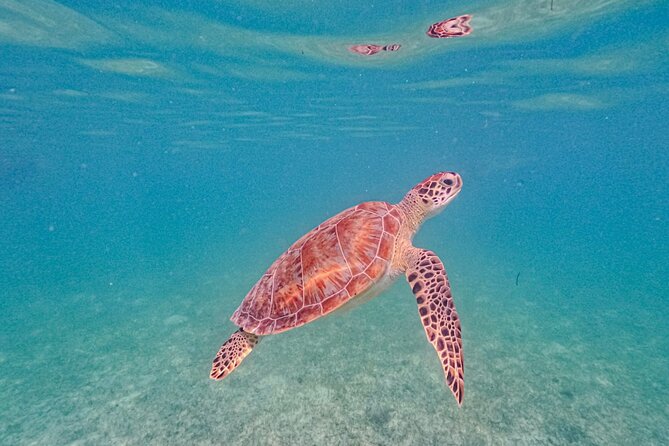 Yalku lagoon and turtles akumal sanctuary - Turning the snorkeling experience into a wildlife moment (not a chore)