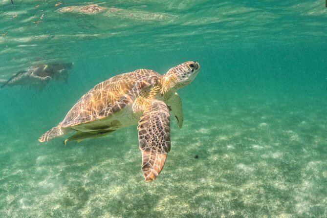 Yalku lagoon and turtles akumal sanctuary - Yalku Lagoon swim: tropical fish plus cold and hot water pockets