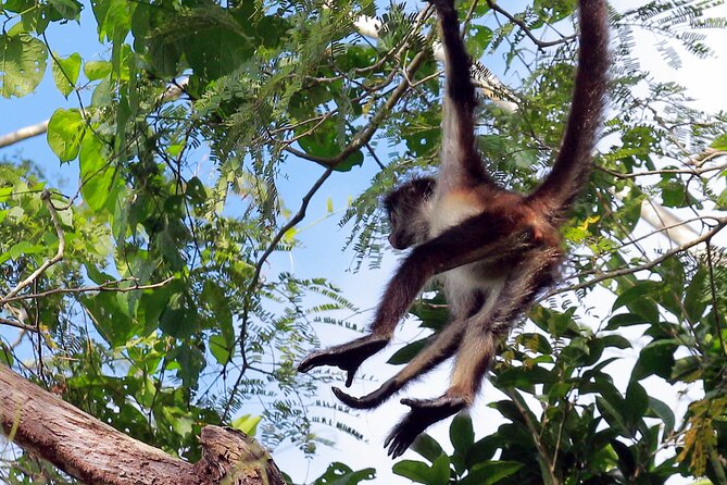 Zip lining and Canoe Monkey jungle in Tulum - Who should book this Punta Laguna zip line and canoe day